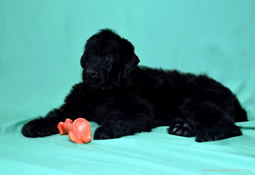Puppy of Adam Racy Style DAILY ROSE and Otvazhny Voin ALTAIR