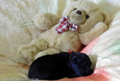 Puppies...