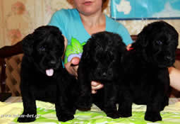 Puppies...