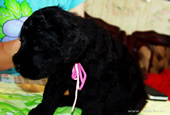 Puppies...