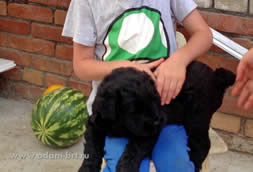 Nice BRT puppies from kennel on sale