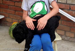 Nice BRT puppies from kennel on sale