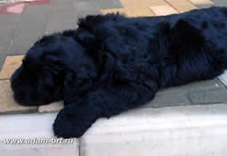 Puppies...