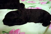 Puppies...