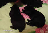 Puppies...