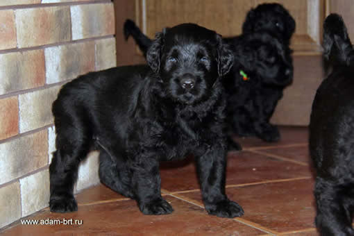 Puppies ...