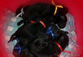 Puppies