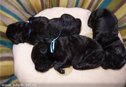 Puppies ...
