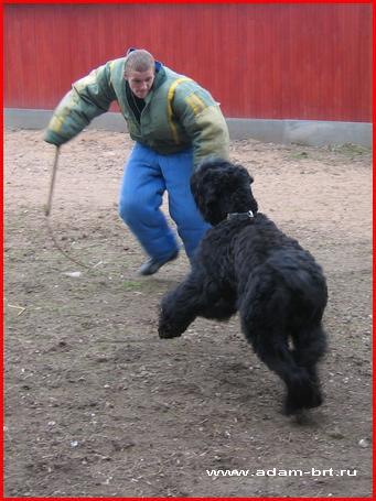 Adam's training