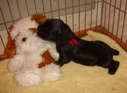 ADAM's ARIADNA PUPS