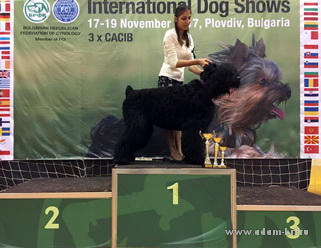 Adam Racy Style RUSSKIY BOGATYR - BEST IN RUSSIAN BLACK TERRIERS SHOW!