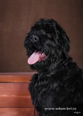 Adam Racy Style CHERNYI ALMAZ (BLACK DIAMOND) - THE BEST BABY OF RUSSIAN BLACK TERRIER BREED!