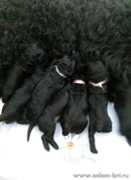 DELIZ and CHARODEY puppies