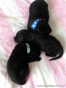 DELIZ and CHARODEY puppies