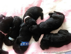 DELIZ and CHARODEY puppies