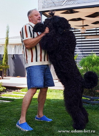 Adam Racy Style  -     !   !