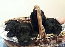 Puppies