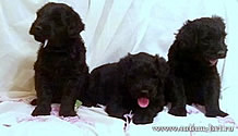Puppies