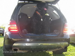 ADAM - THE BEST OF BREED! 