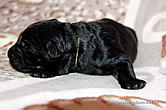 BRT puppies: Adam Racy Style ALEKSANDRA + CHERNY RYTSAR iz Russkoi Dinastii