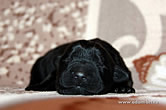BRT puppies: Adam Racy Style ALEKSANDRA + CHERNY RYTSAR iz Russkoi Dinastii