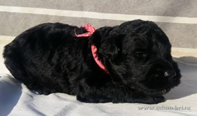 Black Russian Terrier RBT puppies, Adam Racy Style TRIUMPH + ZABELA!