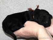 Heroic Russian Black Terrier puppies from the kennel - Adam Racy Style ISABEL and RYTSAR SVETA!