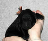 Heroic Russian Black Terrier puppies from the kennel - Adam Racy Style ISABEL and RYTSAR SVETA!
