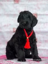 Charming thoroughbred Russian Black Terrier puppies from the kennel are for sale - Adam Racy Style KLASSIKA and MITYAI s Zologtogo Grada!