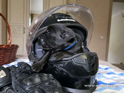   ,      .      . Adam Racy Style   Adam Racy Style  -   