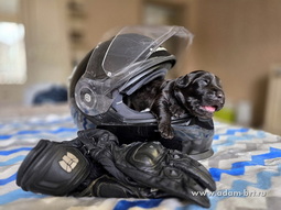   ,      .      . Adam Racy Style   Adam Racy Style  -   