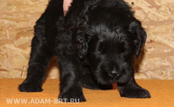 Russian black terrier pups, father - INTER