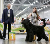Adam Racy Style APOLLON - RUSSIAN BREEDS VICE WORLD VETERAN WINNER!