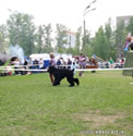 Adam Racy Style RICHARD - JUNIOR CHAMPION OF RUSSIA!