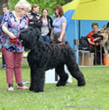 Adam Racy Style RICHARD - JUNIOR CHAMPION OF RUSSIA!