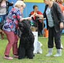 Adam Racy Style RICHARD - JUNIOR CHAMPION OF RUSSIA!