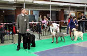 Adam Racy Style SHARLIZE - THE BEST PUPPY OF RUSSIAN BLACK TERRIER BREED OF BIG ALL RUSSIAN DOG SHOW RANK CHAMPION OF RUSSIAN CYNOLOGICAL FEDERATION!