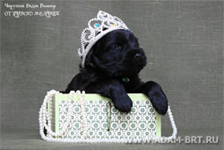 Russian black terrier puppies