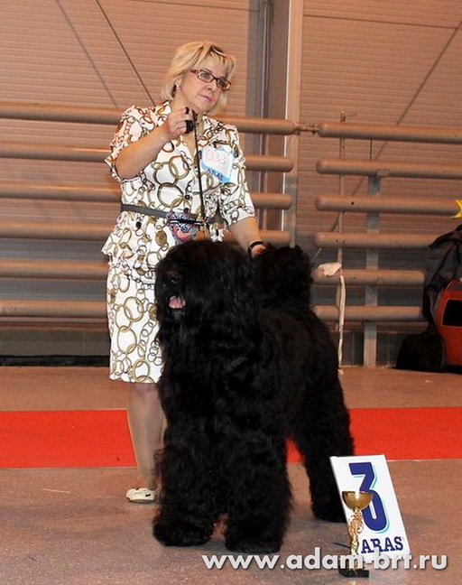 Adam Racy Style ALEKSANDRA - CANDIDATE TO CHAMPION of the INTERNATIONAL BREED CLUB!!!