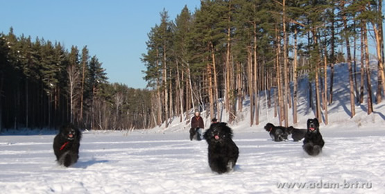 Breeding review of Russian Black Terriers Breeding review of Russian Black Terriers