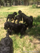 Puppies