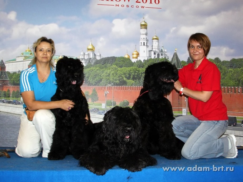 ADAM RACY STYLE RICHARD, 6 MONTHS – PUPPY CLASS, VERY PROMISING, VICE PUPPY WORLD HOPE!!!
ADAM RACY STYLE RYTSAR SVETA, 6 MONTHS – PUPPY CLASS, VERY PROMISING, SECOND BEST PUPPY MALE OF “INTERRA” TERRIERS WORLD CHAMPIONSHIP!!!
ADAM RACY STYLE ALEKSANDRA – CHAMPION CLASS, EXL, EXCELLENT!!!