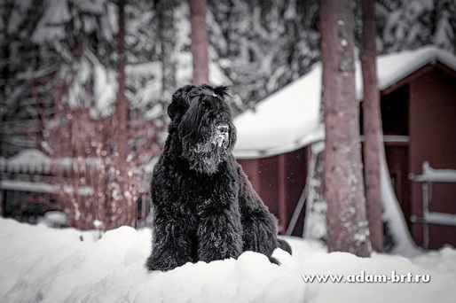 ���� ����� ����� ��������� ������ (����) - ������ ���� ������! �������� ���������! �������� ������!