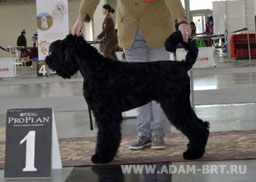 ADAM RACY STYLE 