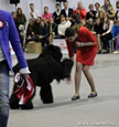 Adam Racy Style DAVID - EXL, CW, BEST MALE!!! BEST OF BREED!!! CHAMPION RKF!!!