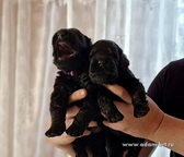 ���������� ��� �����, ����� �������� ������� ������� � ������ �� ���������. ���� ����� ����� ������ ����� (����) � ���� ����� ����� ��������� (����)