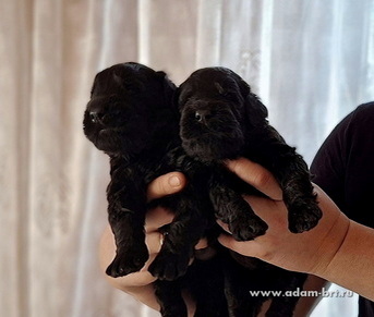 ���������� ��� �����, ����� �������� ������� ������� � ������ �� ���������. ���� ����� ����� ������ ����� (����) � ���� ����� ����� ��������� (����)