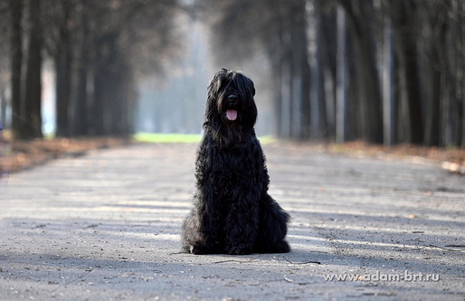 ���� ����� ����� ��������� (�����) - ������ ������������� ������ ������� ������ ������! ������� ���������� ��������� ���������� �������������!